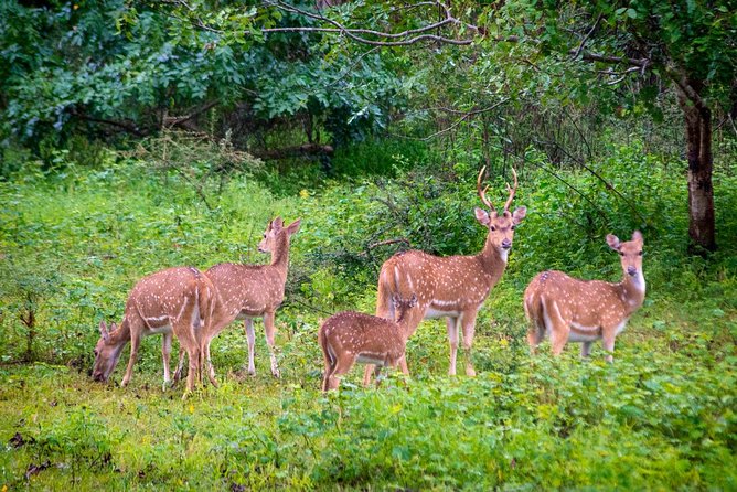 Travel to Ella From Galle With Udawalawe National Park Safari on the Way - Final Considerations and Recommendations