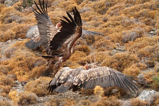 Trekking and Observation of Vultures at Psiloritis Geopark - Copyright Details