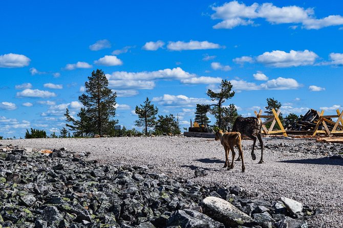 Trip to Pyhä-Luosto National Park and Amethyst Mine - Additional Information