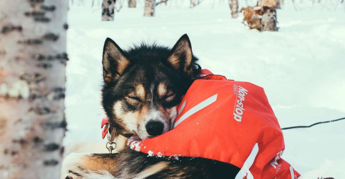Tromso: 8-Day Dog Sledding Expedition With Alaskan Huskies - Booking Information