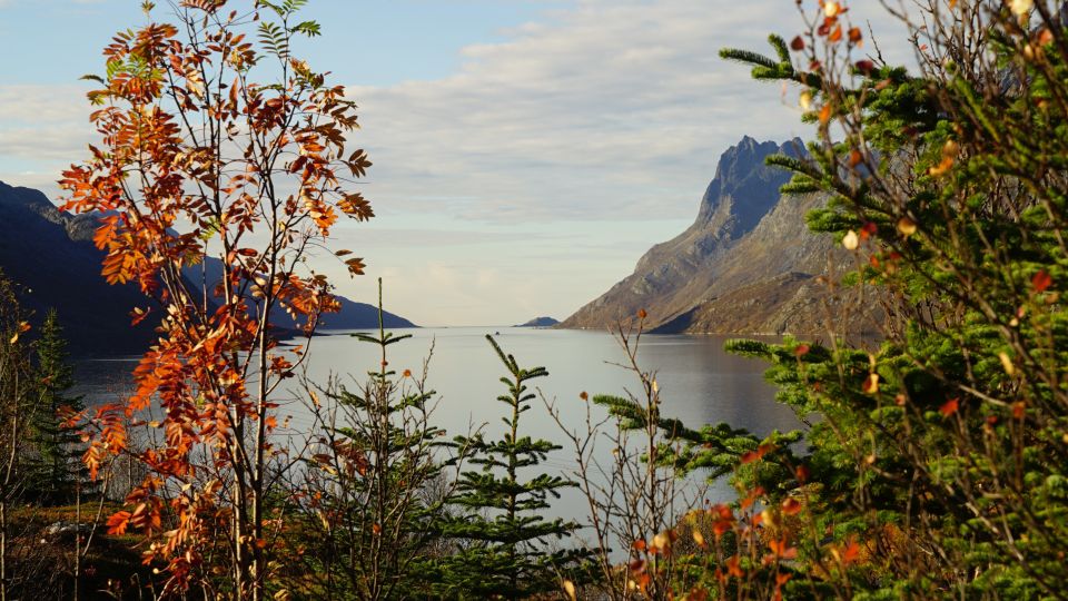 Tromsø: Fjord Sightseeing in a Tesla X Luxury Electric Car - Additional Insights