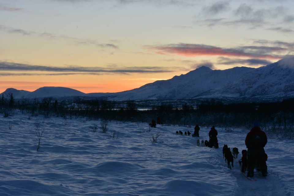 Tromsø: Self-Drive Husky Dog Sledding Adventure - Customer Feedback