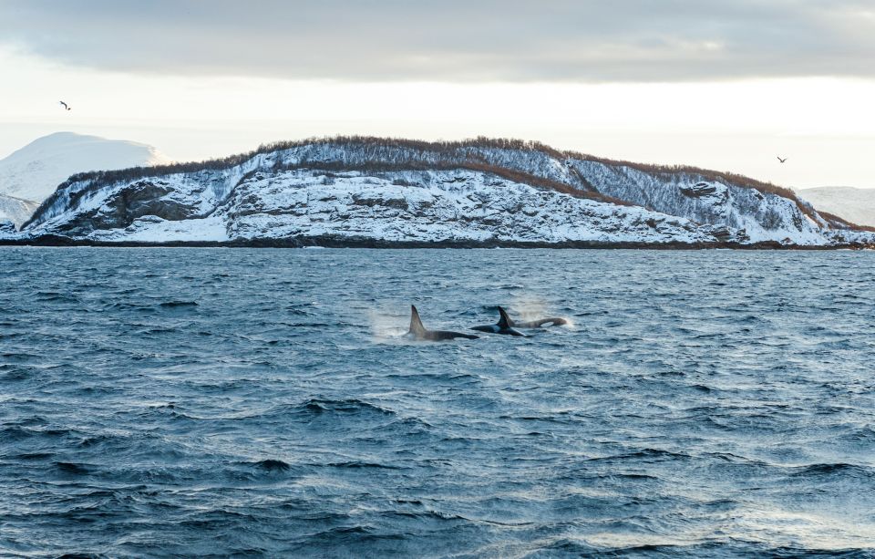 Tromsø: Whale Watching Tour by Hybrid-Electric Catamaran - Whale Species to Spot