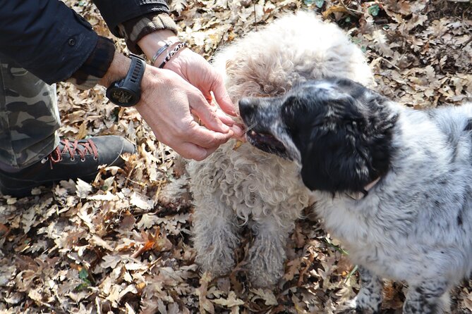 Truffle Hunting in San Miniato Tuscany With Trained Dogs - Common questions