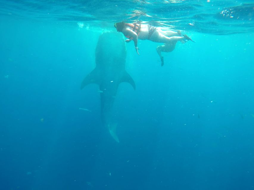 Tulum-Akumal: Swimming With Whale Sharks Tour - Common questions