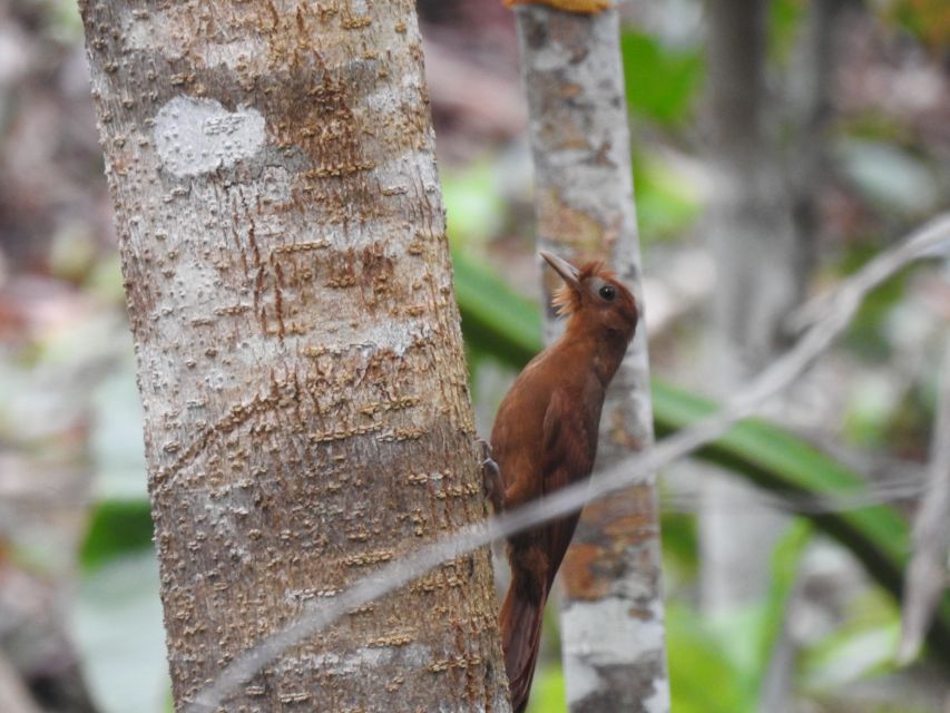 Tulum: Sian Ka'an Biosphere Reserve Guided Birdwatching Hike - Location and Meeting Point