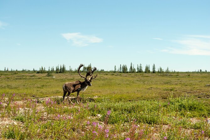 Tundra Buggy Summer Day Tours - Reviews and Ratings