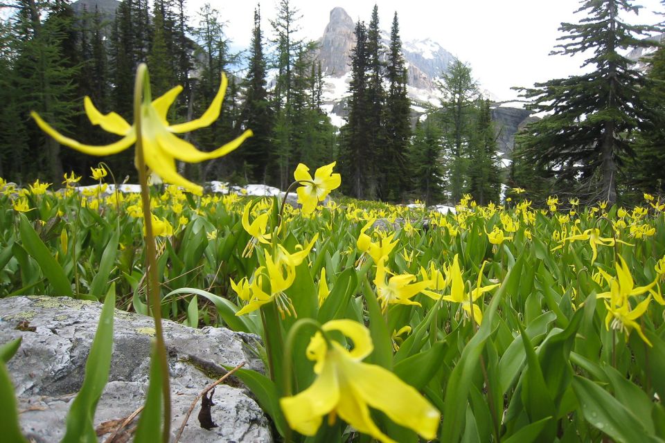 Tunnel Mountain Trail: Nature Tour With Audio Guide - Customer Reviews