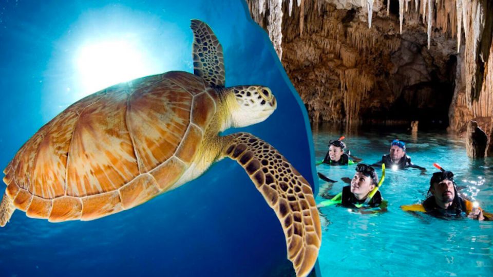 Turtles and Cenotes Tour - Experience Details