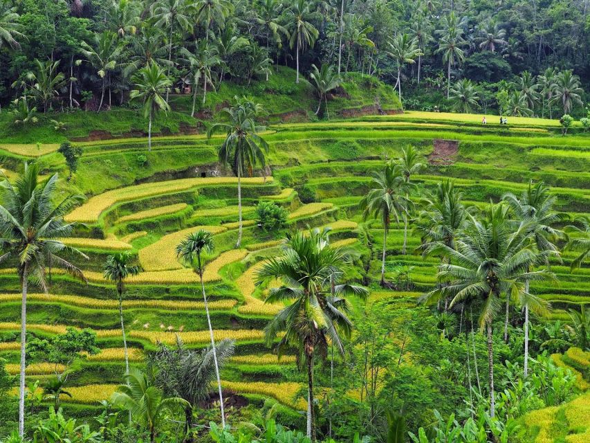 Ubud Full Day Tour - Directions and Itinerary