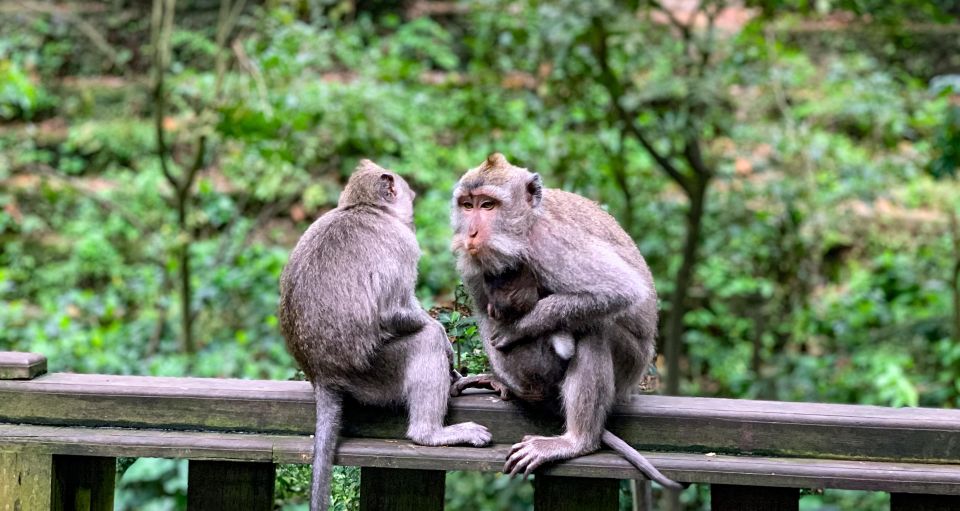 Ubud: Monkey Forest, Rice Terrace & Waterfall Guided Tour - Location Details