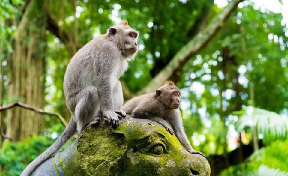 Ubud Tegallalang Rice Terrace Tour - Additional Information