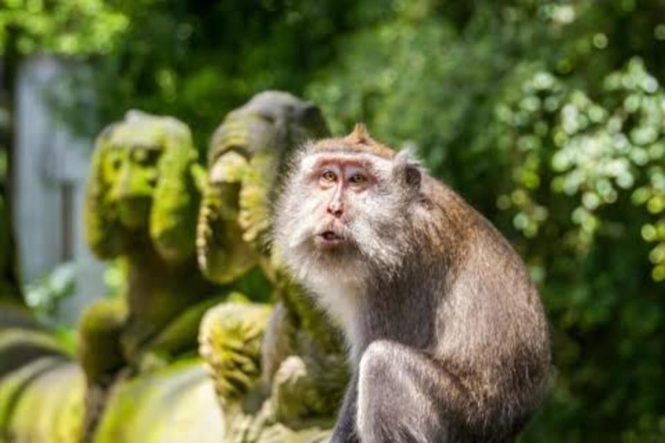 Ubud: Waterfalls,Rice Terrace & Monkey Forest Private Tours - Monkey Forest Experience