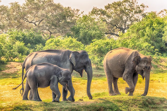 Udawalawa National Park & Orphanage Visit From Hambantota Port - Park Entrance Fees