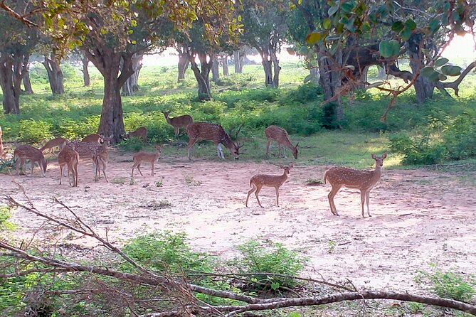 Udawalawa National Park Safari Trip From Hikkaduwa/Galle/Weligama - Common questions