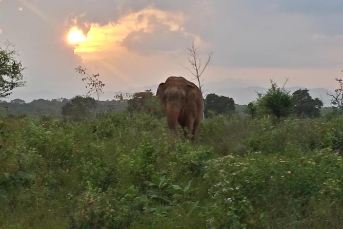 Udawalawe and Yala National Park Private 4x4 Jeep Safari Tours - Contact and Inquiries