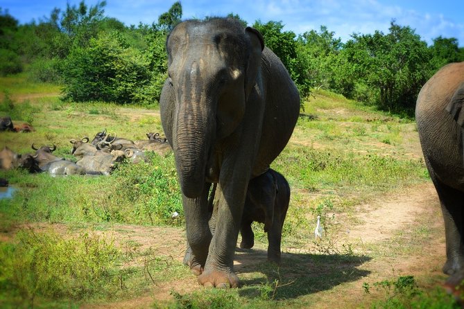 Udawalawe National Park Full Day Safari Tour - Reviews and Ratings