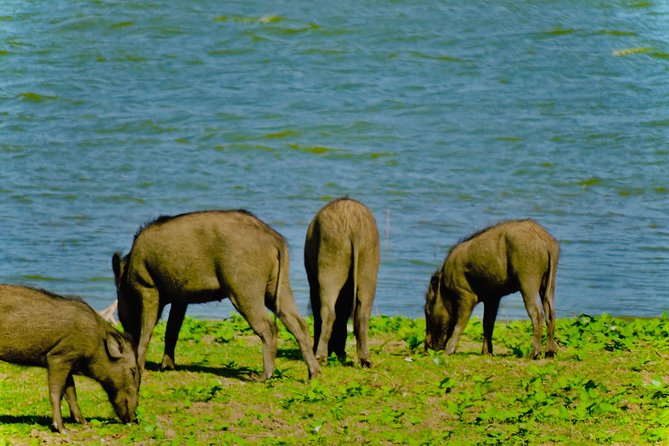 Udawalawe National Park Half-Day Private Jeep Safari  - Kandy - Final Thoughts