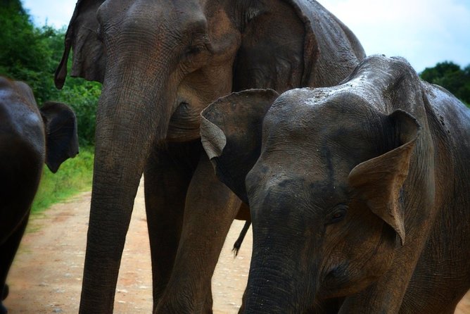 Udawalawe National Park Half Day Safari Tour - Packing Essentials