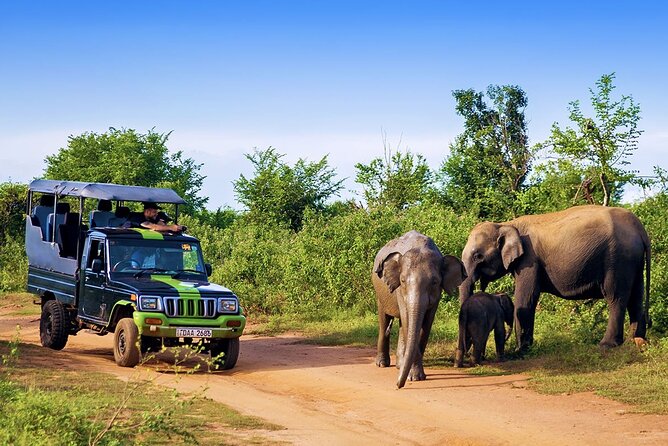 Udawalawe National Park Jeep Safari From Ella / Bandarawela - Last Words