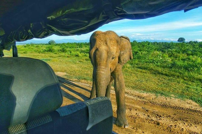 Udawalawe National Park Private 4 Hours Safari Tour - Common questions