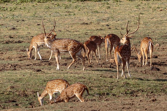 Udawalawe National Park Private Safari With Elephant Transit Home - Elephant Transit Home Visit