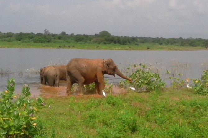 Udawalawe National Park Private Safari With Meal and Transfers  - Galle - Refund Policy