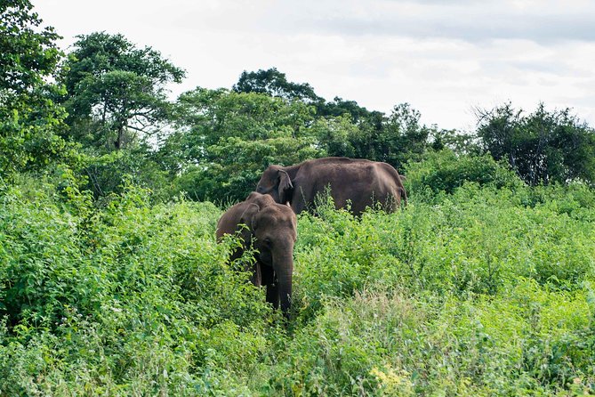 Udawalawe National Park Safari From Mirissa Galle Weligama - Additional Guidelines and Restrictions