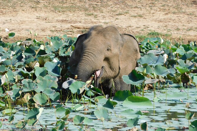 Udawalawe National Park Safari PRIVATE TOURS-2 Sessions - Contact Information for Queries