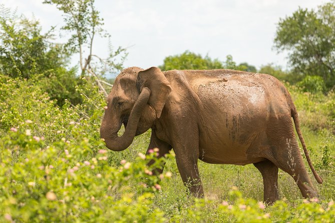 Udawalawe National Park Safari With Naturalist - Safari Route and Wildlife Encounters