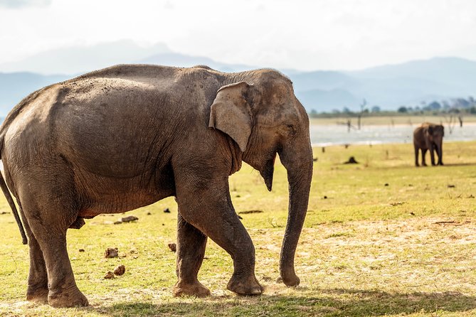 Udawalawe National Park Safari - Cancellation Policy Guidelines