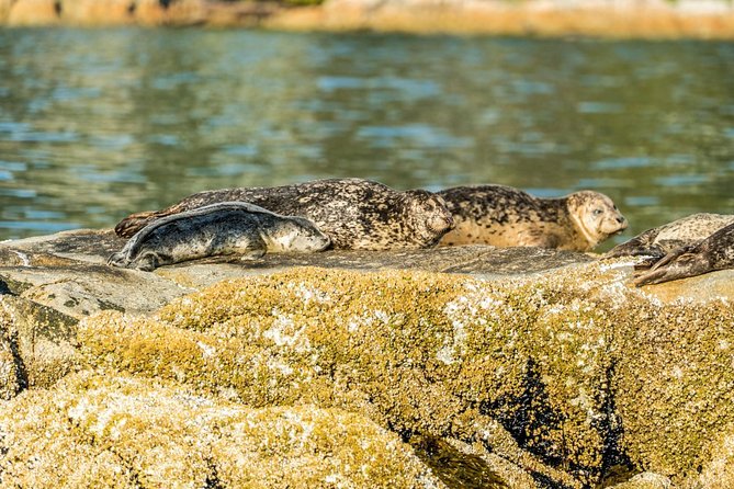 Vancouver City and Seals Scenic Boat Tour by Vancouver Water Adventures - Directions