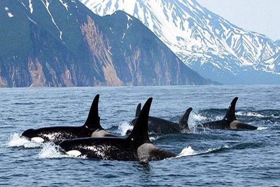 Vancouver Whale Watching Adventure With City Tour - Additional Details