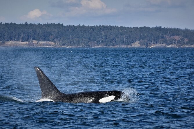 Vancouver Whale Watching Safari - Itinerary Breakdown