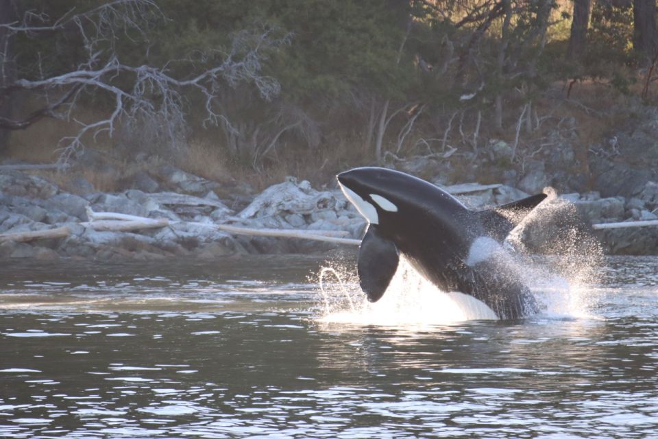 Vancouver Whale Watching Safari - Location Details