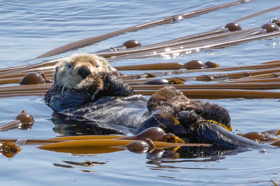 Victoria: 3-Hour Zodiac Whale-Watching Tour - Customer Reviews and Recommendations