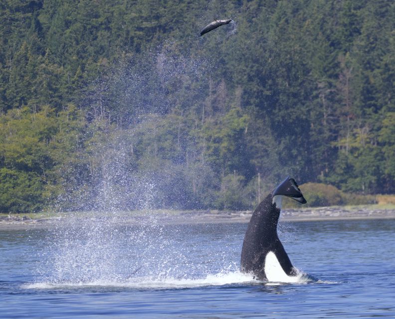 Victoria, BC: 3-Hour Ultimate Whale & Marine Wildlife Tour - Customer Reviews and Experience Highlights