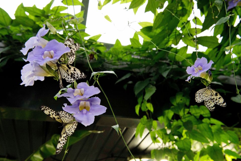 Victoria: Butterfly Gardens Admission Ticket - Customer Reviews