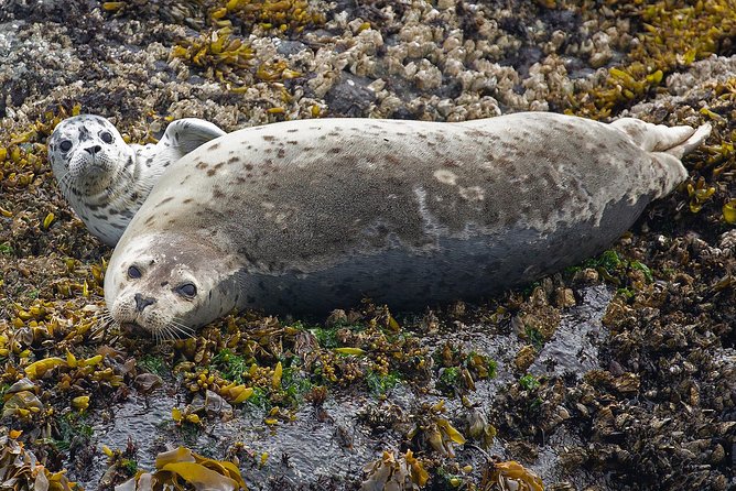 Victoria Marine Wildlife Tour - Reviews and Ratings