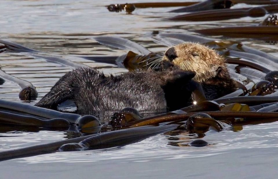 Victoria: Marine Wildlife & Whale Watch Tour - Customer Reviews