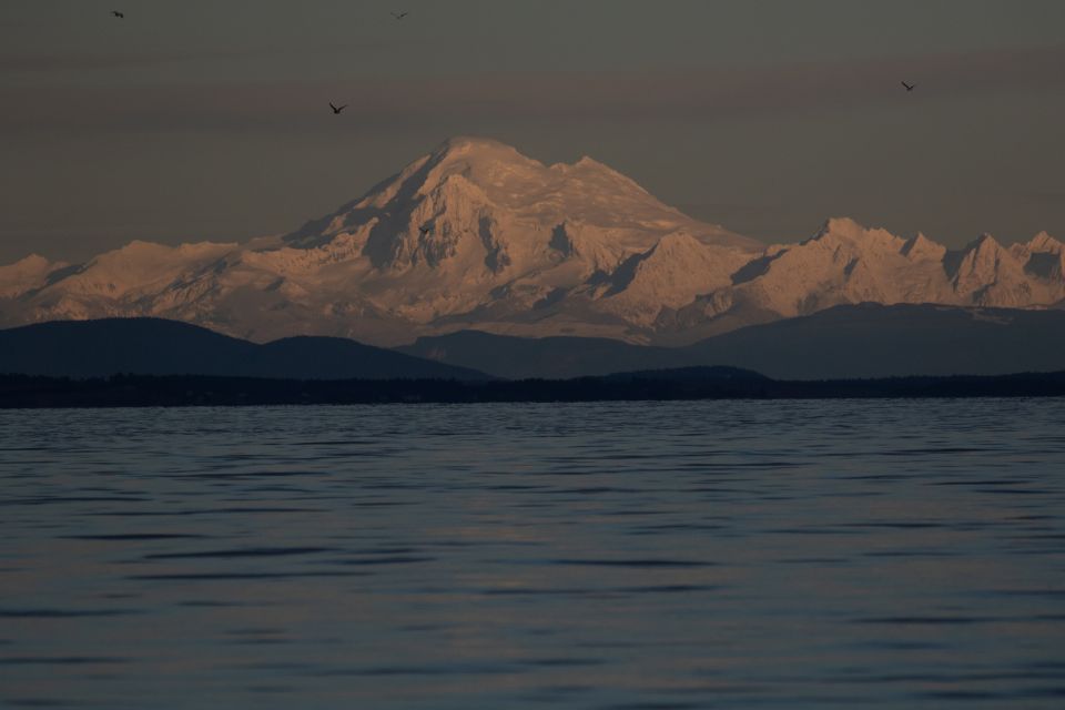 Victoria: Sunset Whale Watching Tour - Marine Wildlife Spotting Opportunities