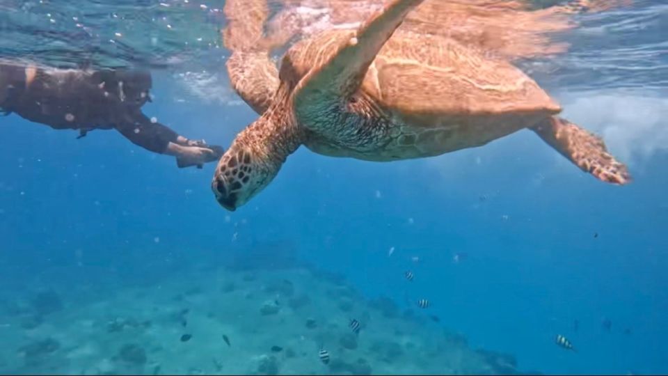 Waikiki: Monk Seal Bay Dolphin and Turtle Jet Snorkel Tour - Customer Reviews