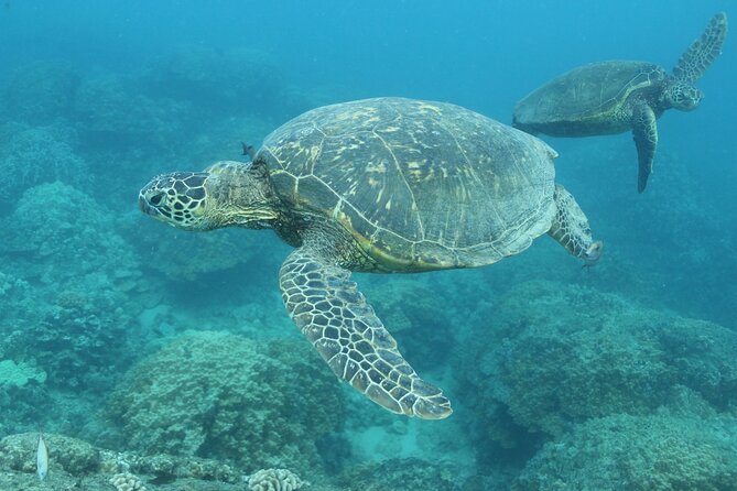 Waikiki Turtle Canyon Snorkel With Lunch and Hula Dancing - Traveler Highlights