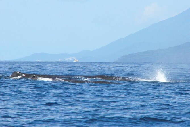 Whale and Dolphin Watching Tour on Pico Island - Cancellation Policies and Refunds