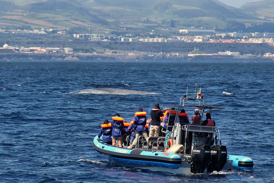 Whale and Dolphin Watching With Vila Franca Islet Visit - Customer Reviews