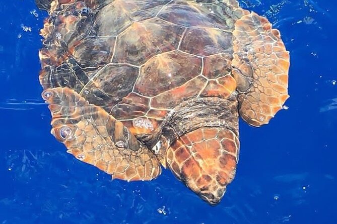 Whale & Dolphin Watching in Madeira - Sustainable Tourism Practices