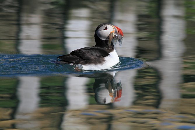 Whale Safari and Puffins RIB Boat Tour From Húsavík - Recommendations and Disappointments