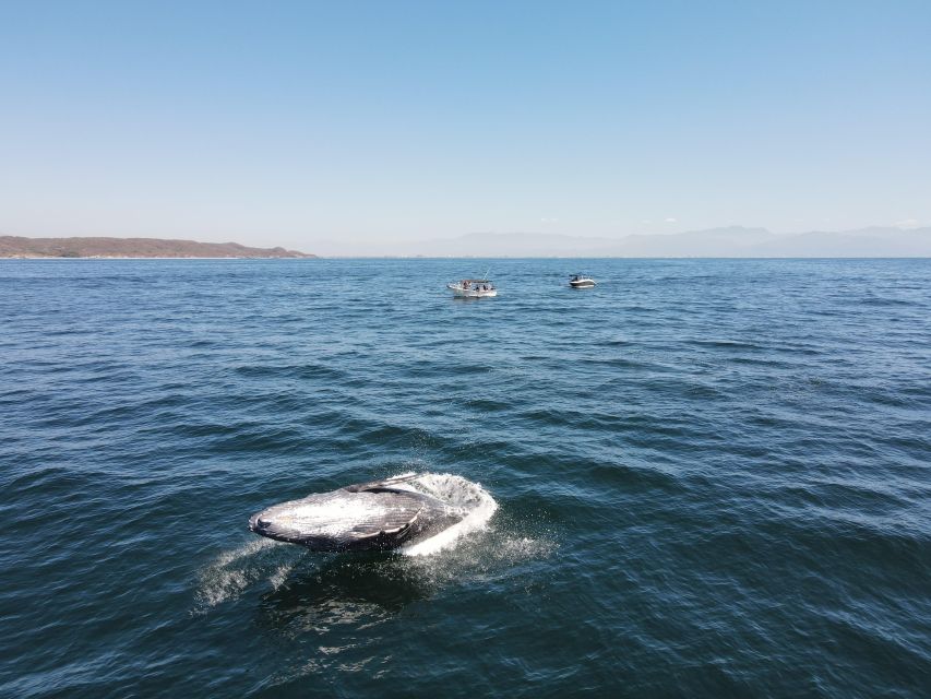 Whale Watching Adventures: Get Up Close and Personal - Additional Information