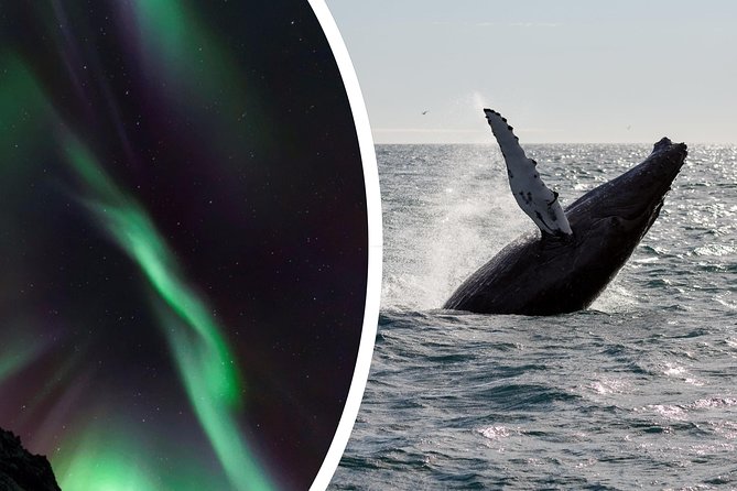 Whale Watching and Northern Lights Half-Day Combo Tour - Attire and Recommendations