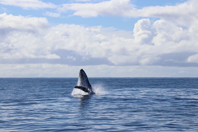 Whale Watching Australia Experience (3hours) - Booking and Confirmation
